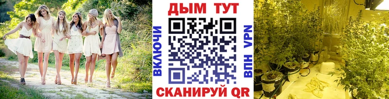 Марихуана конопля  Цоци-Юрт 